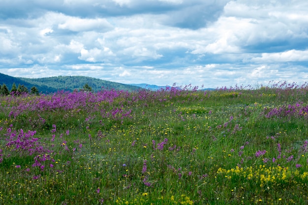 Flores en un prado como fondo