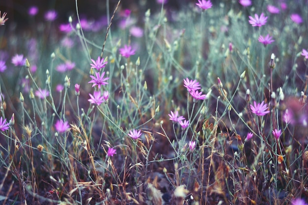 Flores de prado púrpura