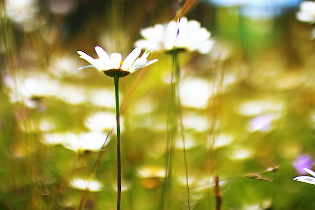 Flores en un prado verde