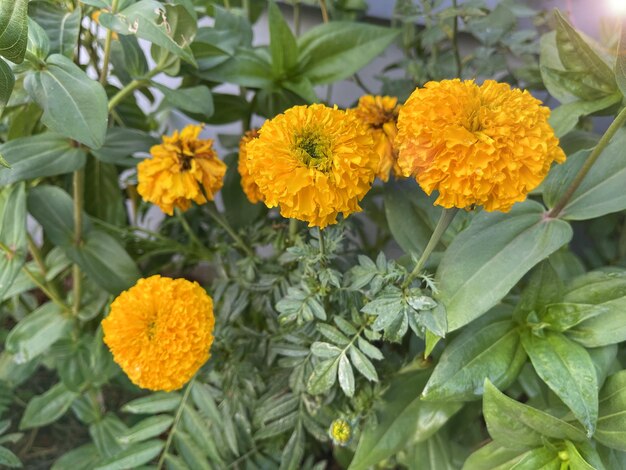 flores preciosas en el jardín