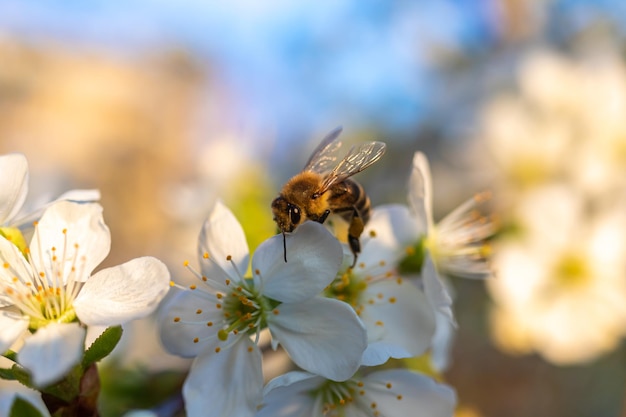 Flores de primavera y abeja vista de cerca naturaleza y flora fondo con cielo azul