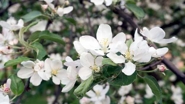 Flores de primavera afuera en un día soleado