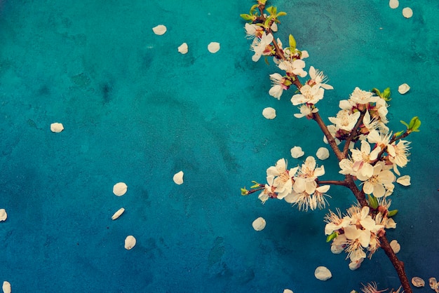 Flores de primavera de albaricoque blanco sobre el fondo azul oscuro grunge con copyspace Concepto de temporada y saludo