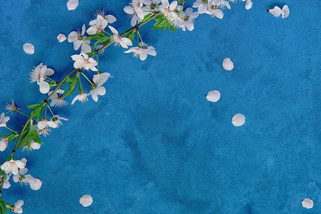 Flores de primavera de albaricoque blanco sobre el fondo azul oscuro grunge con copyspace Concepto de temporada y saludo