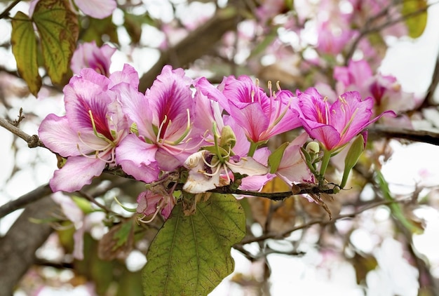 Flores de primavera de almendra en la rama de un árbol