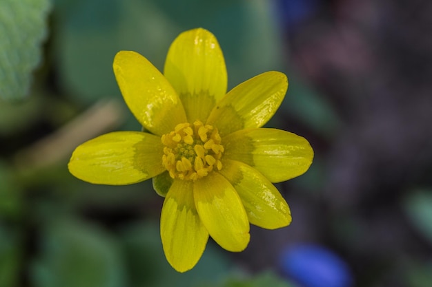 Flores de primavera amarilla