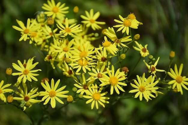 Flores de primavera amarillas macro cerrar Ulyanovsk Rusia