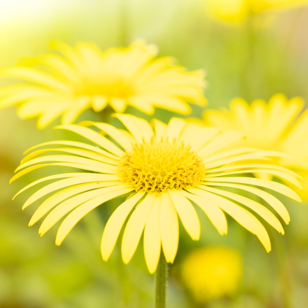 Flores de primavera amarillas sobre un fondo amarillo Flores en forma de fondo fondo de primavera