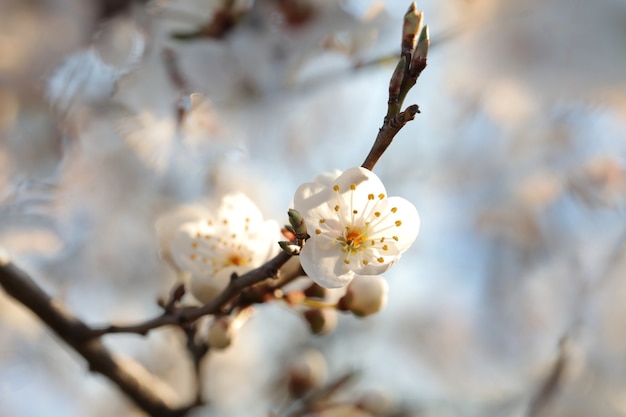 Flores de primavera en un árbol al atardecer