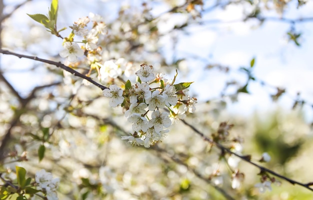 Flores de primavera en el árbol bajo el cielo azul Fondo de la naturaleza