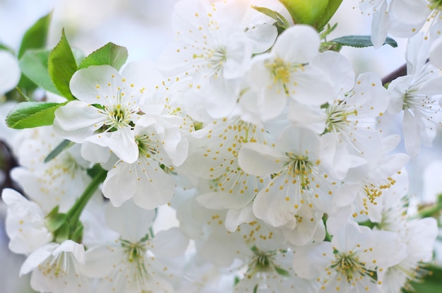 Flores de primavera en el árbol Elemento de diseño.