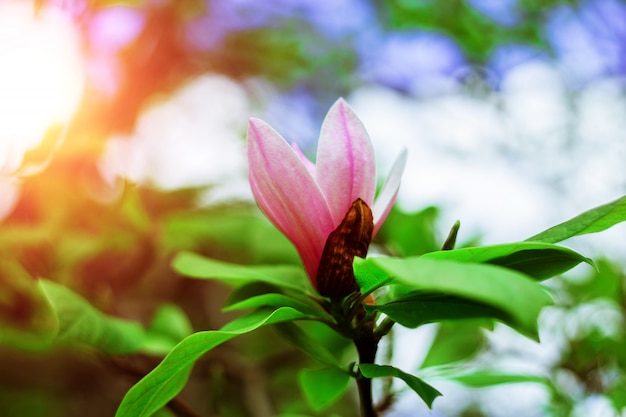 Flores de primavera de un árbol de magnolia