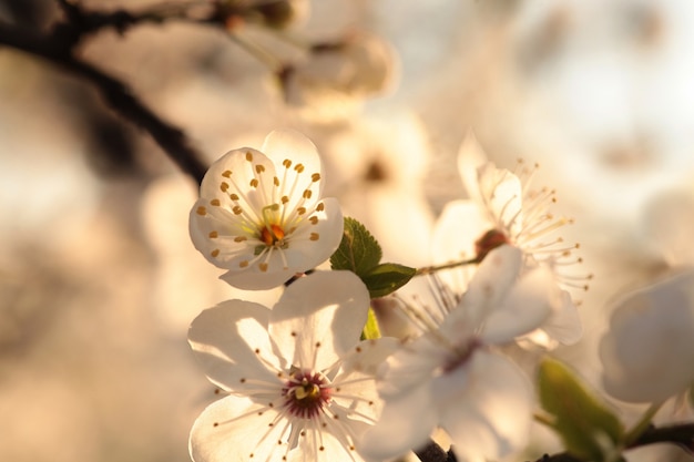 Flores de primavera en un árbol