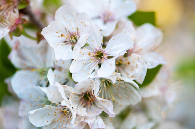 Flores de primavera de árboles frutales de cerezo Tiempo de primavera con flores de cerezo