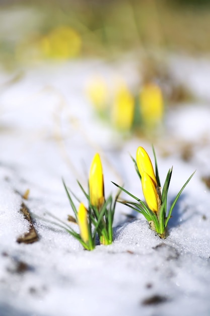 Flores de primavera, azafrán blanco campanillas de invierno rayos de sol. Azafranes blancos y amarillos en el campo en la primavera. Florecieron plantas frescas y alegres. Los brotes jóvenes.