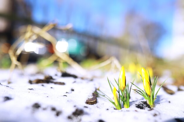 Flores de primavera, azafrán blanco campanillas de invierno rayos de sol. Azafranes blancos y amarillos en el campo en la primavera. Florecieron plantas frescas y alegres. Los brotes jóvenes.