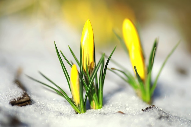 Flores de primavera, azafrán blanco campanillas de invierno rayos de sol. Azafranes blancos y amarillos en el campo en la primavera. Florecieron plantas frescas y alegres. Los brotes jóvenes.