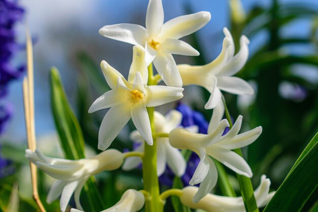 Foto flores de primavera azafrán sobre un fondo azul.