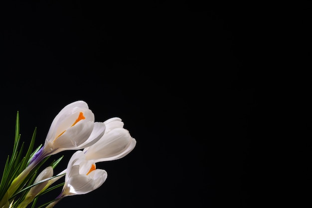 Flores de primavera de azafrán sobre un fondo oscuro