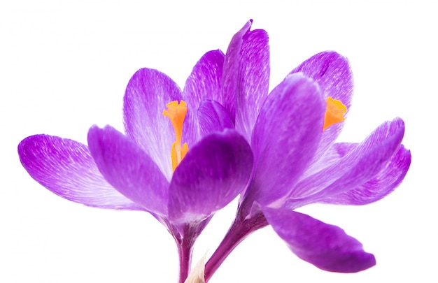 Flores de primavera azafranes púrpuras aisladas