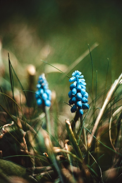 Flores de primavera azul en hierba verde