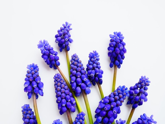 Flores de primavera azul sobre un fondo blanco Muscari armeniacum sobre un fondo blanco Postal brillante felicitaciones Espacio de copia Bodegón plano Jacinto de uva armenio