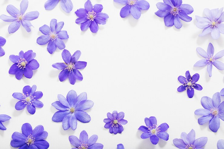 Foto flores de primavera azul sobre fondo blanco.