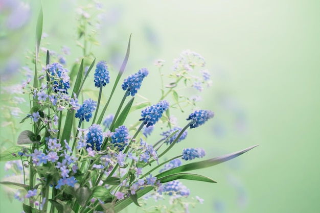 Flores de primavera azul sobre fondo verde