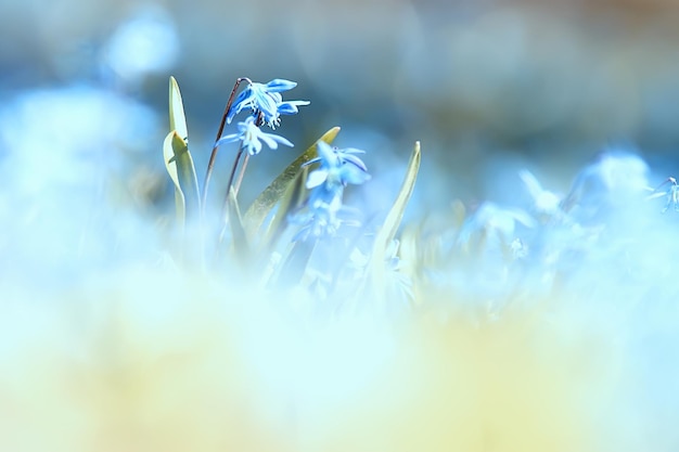 flores de primavera azules silvestres, flores silvestres flores pequeñas, fondo abstracto borroso muchas flores