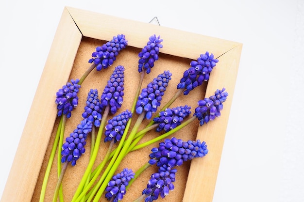 Flores de primavera azules sobre un fondo blanco Muscari armeniacum Postal brillante felicitaciones Espacio de copia Bodegón endecha plana Jacinto de uva armenio Marco de fotos hecho de cartón y madera