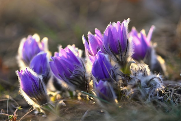 Flores de primavera Bellamente floreciendo pasque flor y sol con un fondo de color natural Pulsatilla grandis