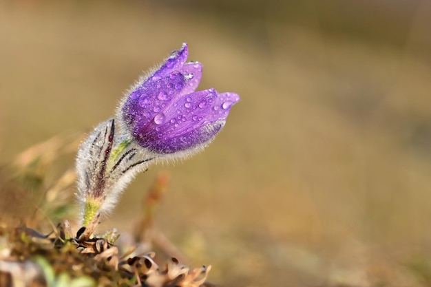 Flores de primavera Bellamente floreciendo pasque flor y sol con un fondo de color natural Pulsatilla grandis