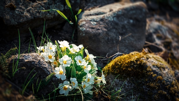 Flores de primavera blanca