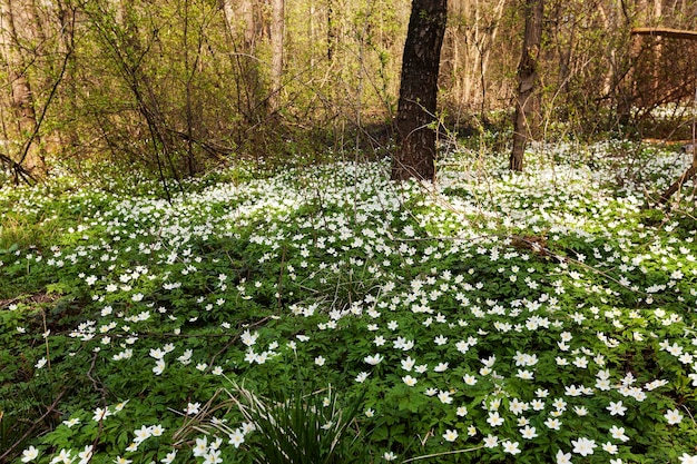 Flores de primavera en blanco