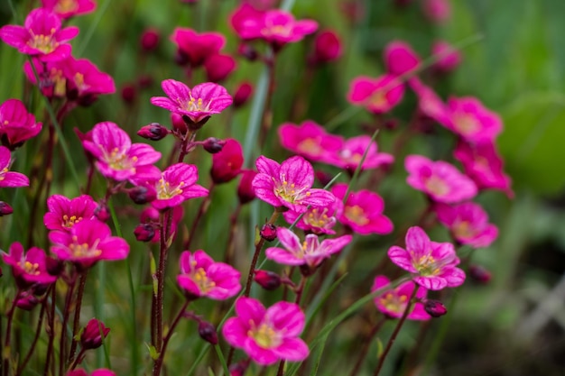 Flores de primavera Blooming pink saxifrage Fondo de flores naturales