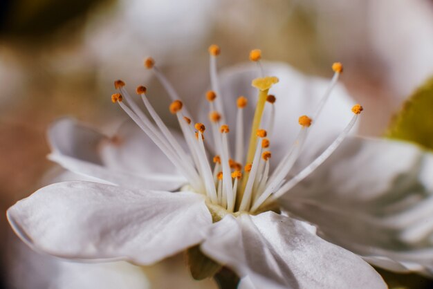 Flores de primavera con borrosa