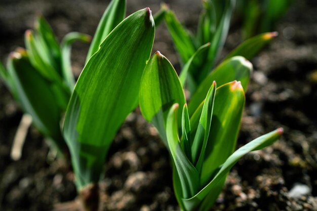 Las flores de primavera brotan en el campo La naturaleza se despierta después del invierno Hermosas flores iluminadas