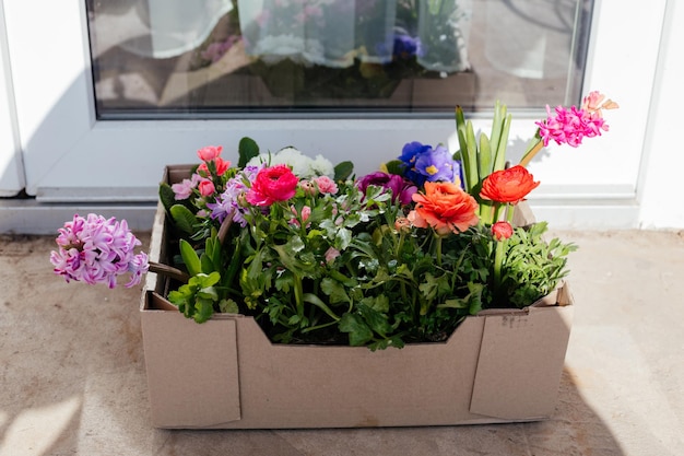 Las flores de primavera en una caja frente a la puerta.