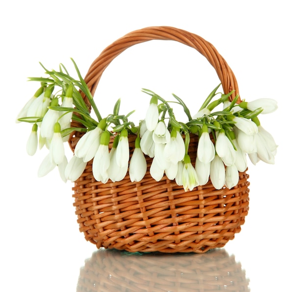 Flores de primavera campanilla blanca en canasta de mimbre, en blanco