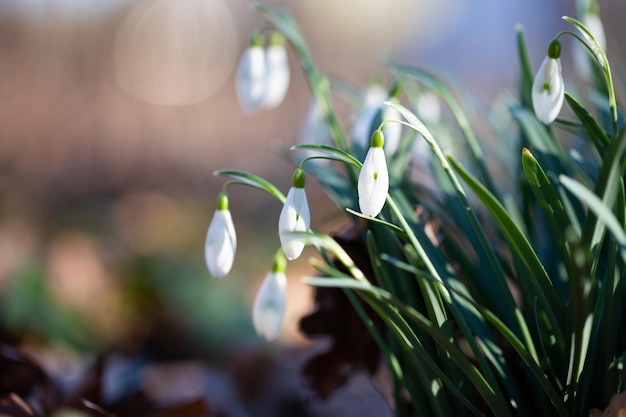 Flores de primavera de campanilla blanca Hermosas flores de campanilla blanca que crecen en la nieve a principios del bosque de primavera Pozo verde fresco que complementa las flores blancas de Campanilla blanca