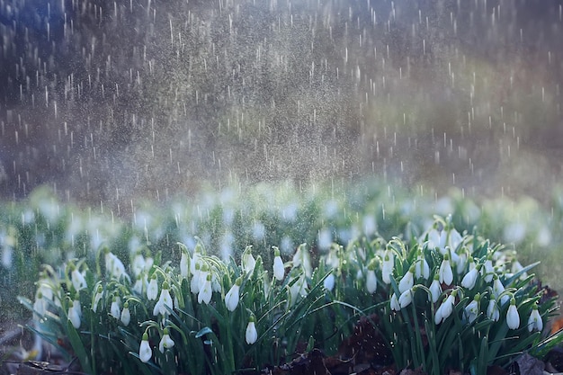 flores de primavera campanilla de las nieves lluvia, fondo hermosas flores silvestres frescas, gotas de agua