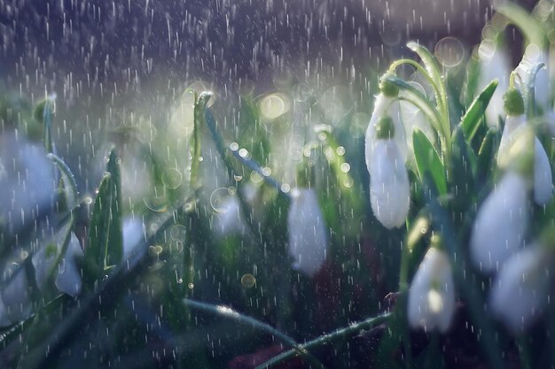 flores de primavera campanilla de las nieves lluvia, fondo hermosas flores silvestres frescas, gotas de agua