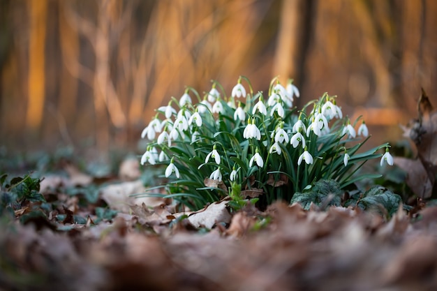 Flores de primavera de campanillas de invierno. Hermosa flor de campanilla blanca que crece en la nieve en el bosque de principios de la primavera. Verde fresco que complementa bien las flores blancas de campanilla blanca.