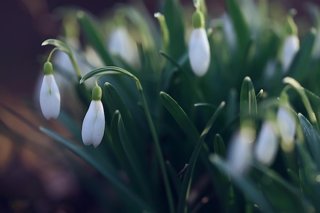 flores de primavera, campanillas de invierno en marzo en el bosque, fondo de naturaleza hermosa, pequeñas flores blancas