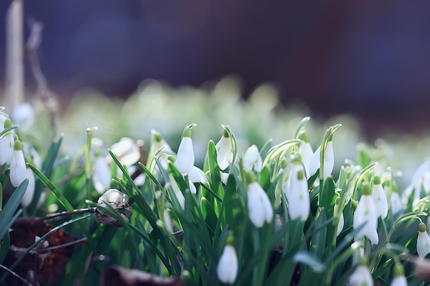 flores de primavera, campanillas de invierno en marzo en el bosque, fondo de naturaleza hermosa, pequeñas flores blancas