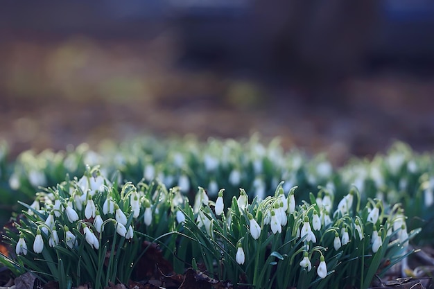 flores de primavera, campanillas de invierno en marzo en el bosque, fondo de naturaleza hermosa, pequeñas flores blancas