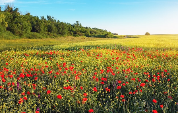 Flores de primavera en el campo. Hermosos paisajes.