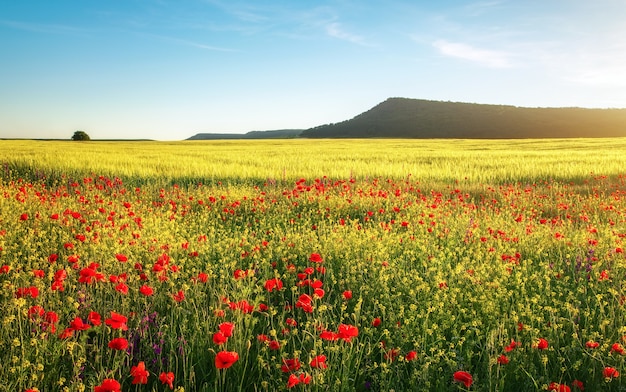 Flores de primavera en el campo. Precioso paisaje. Composición de la naturaleza