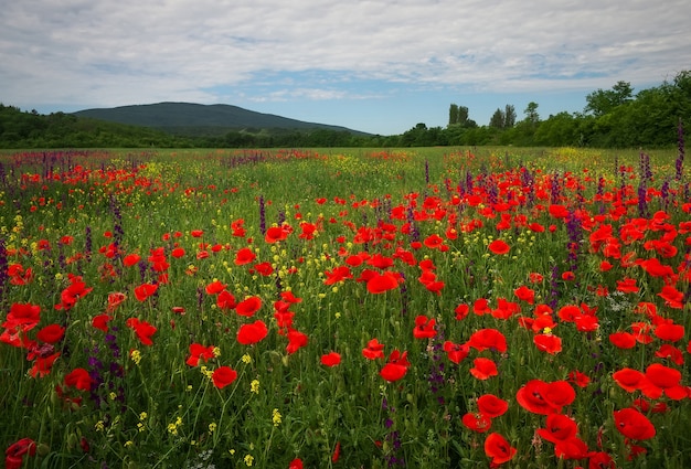 Flores de primavera en el campo. Precioso paisaje. Composición de la naturaleza