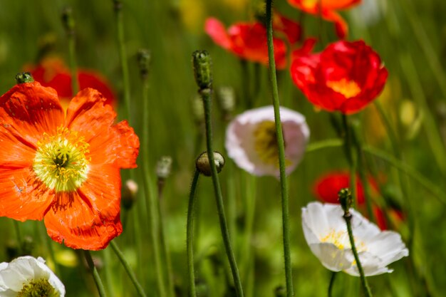 Flores de primavera en el campo